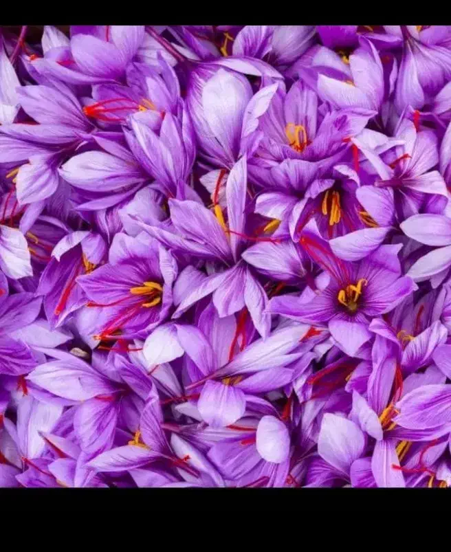 گل زعفران اصل|خوردنی و آشامیدنی|تهران, منیریه|دیوار