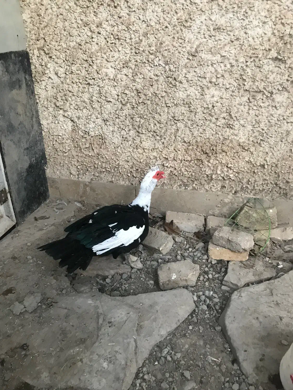 اردک اسرائیلی نر|حیوانات مزرعه|فردیس, شهرک ناز|دیوار