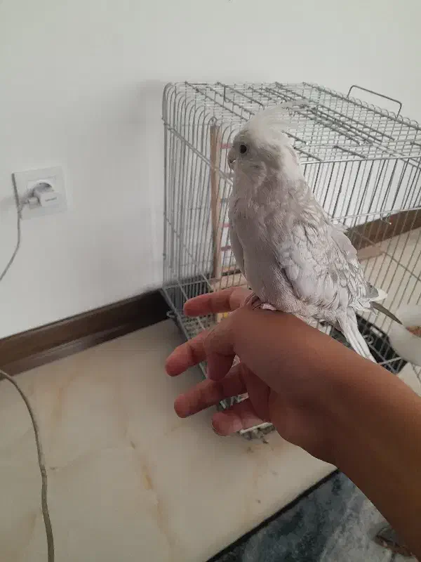 عروس هلندی|پرنده|شیراز, شهرک گلدشت حافظ‎|دیوار