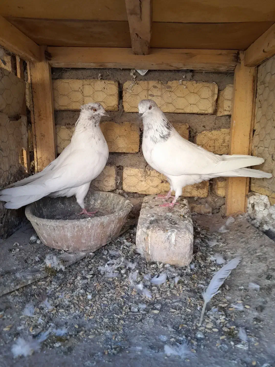 جفت کله دار ارسالی کبوتر|پرنده|کاشان, پشت شهربانی|دیوار