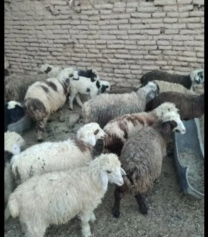 بره نر  و ماده|حیوانات مزرعه|بوشکان, |دیوار