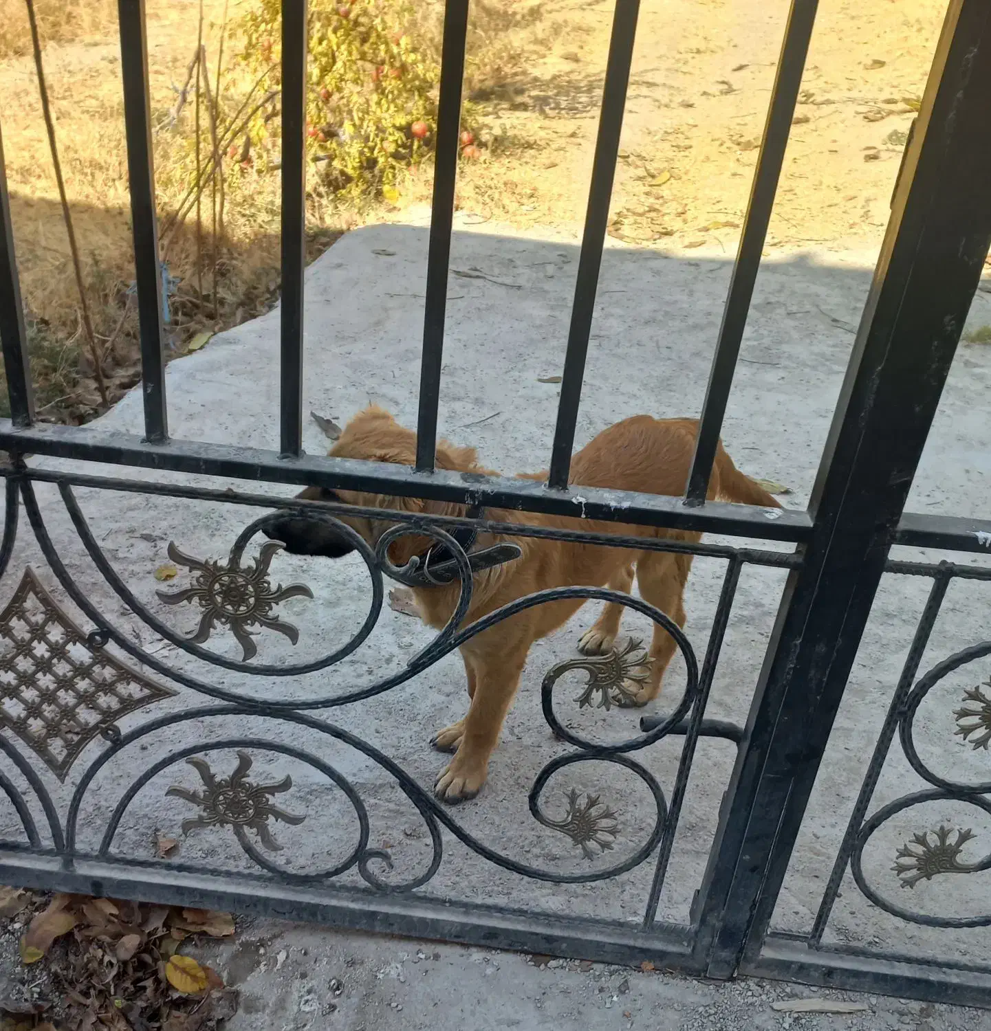 توله سگ ژرمن ۵ ماهه|سگ|پردیس, کمرد|دیوار