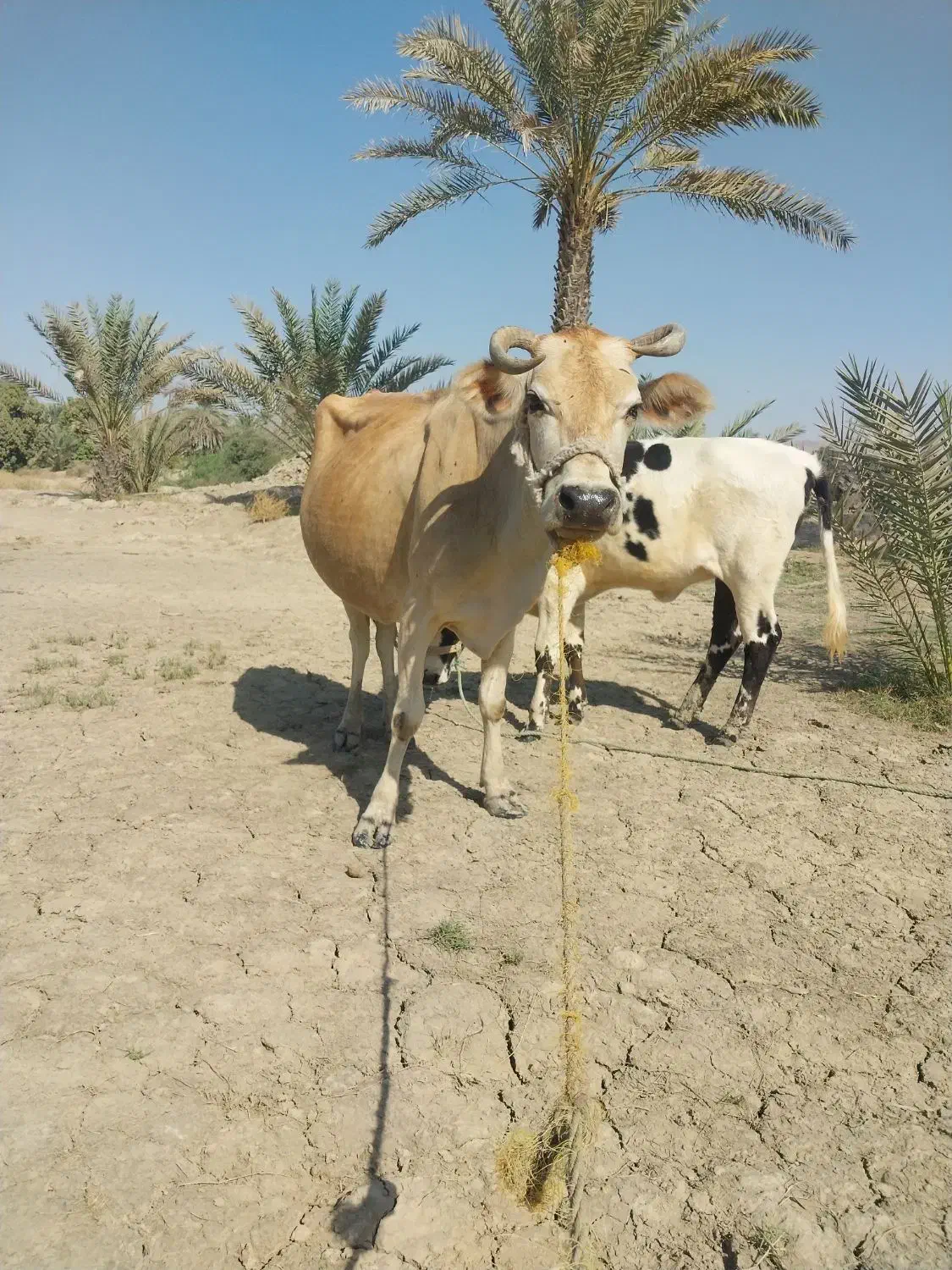 گاوشیری|حیوانات مزرعه|میناب, |دیوار