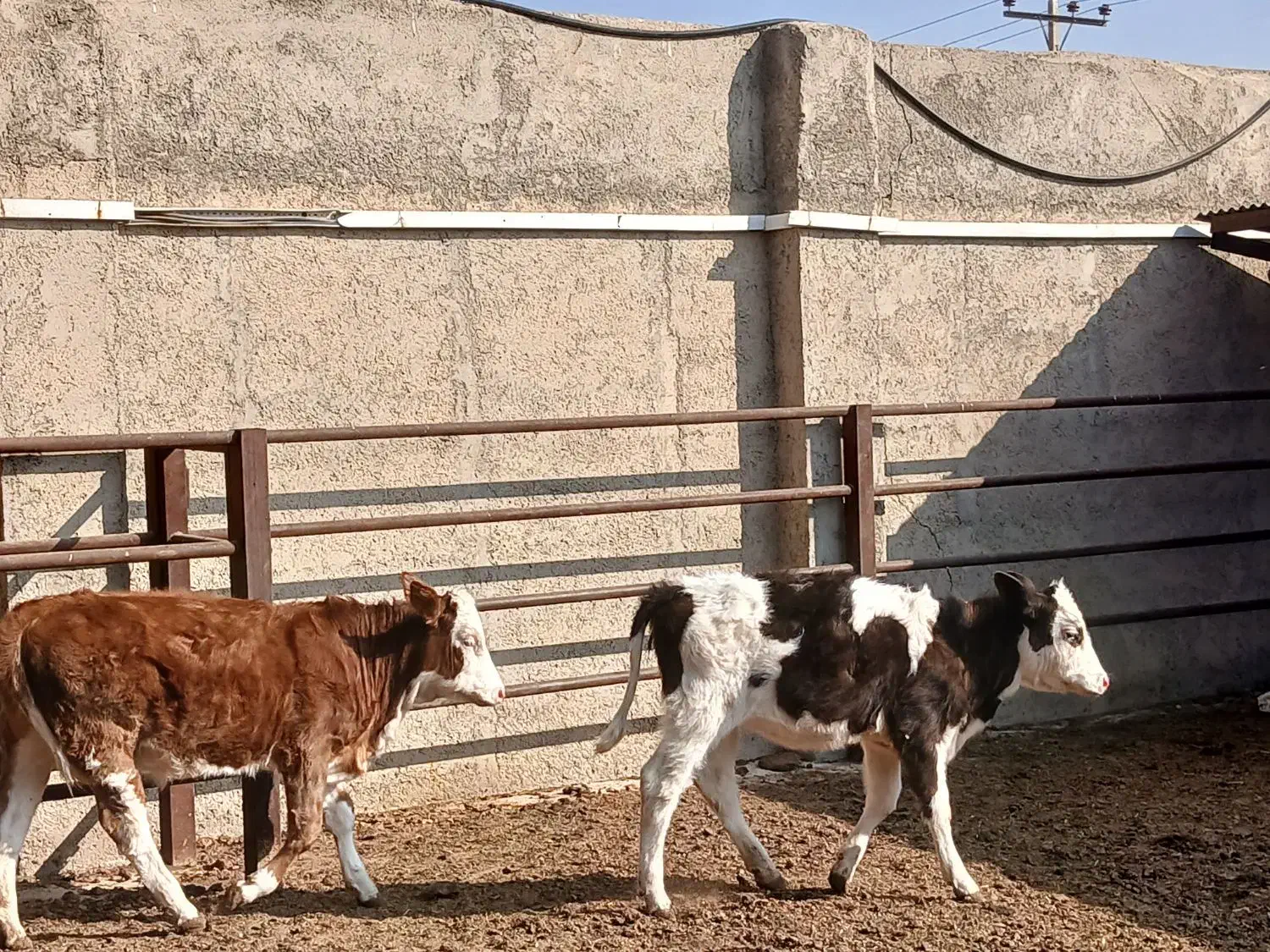 گوساله های خوب سه تا ماده دوتا نر هستش سالم|حیوانات مزرعه|شهریار, فرارت|دیوار