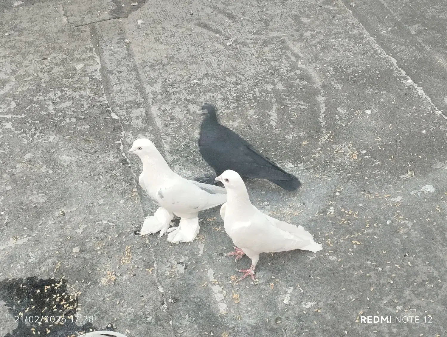 کبوتر|پرنده|تبریز, |دیوار