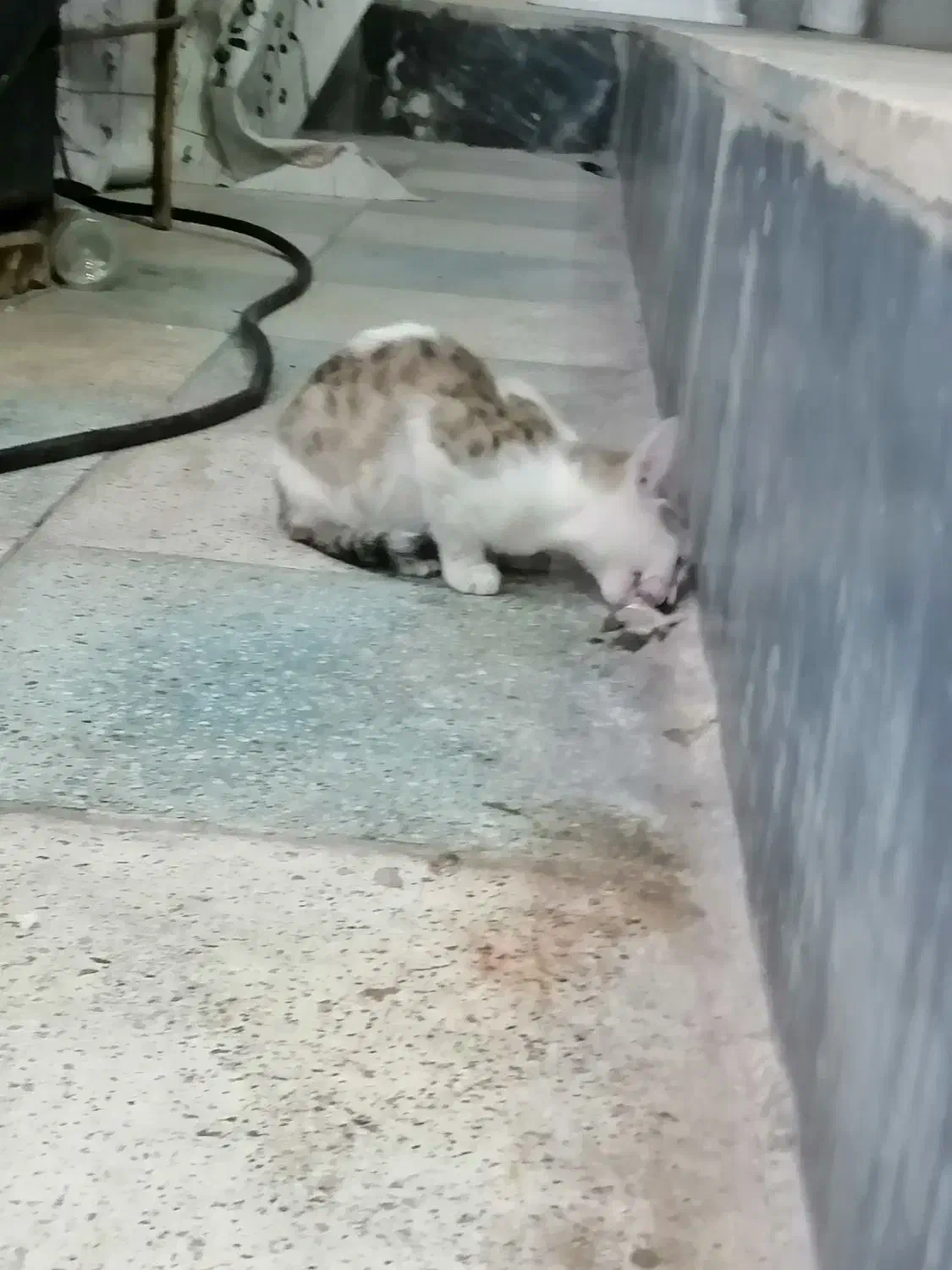 حمیدیه|گربه|حمیدیه, |دیوار