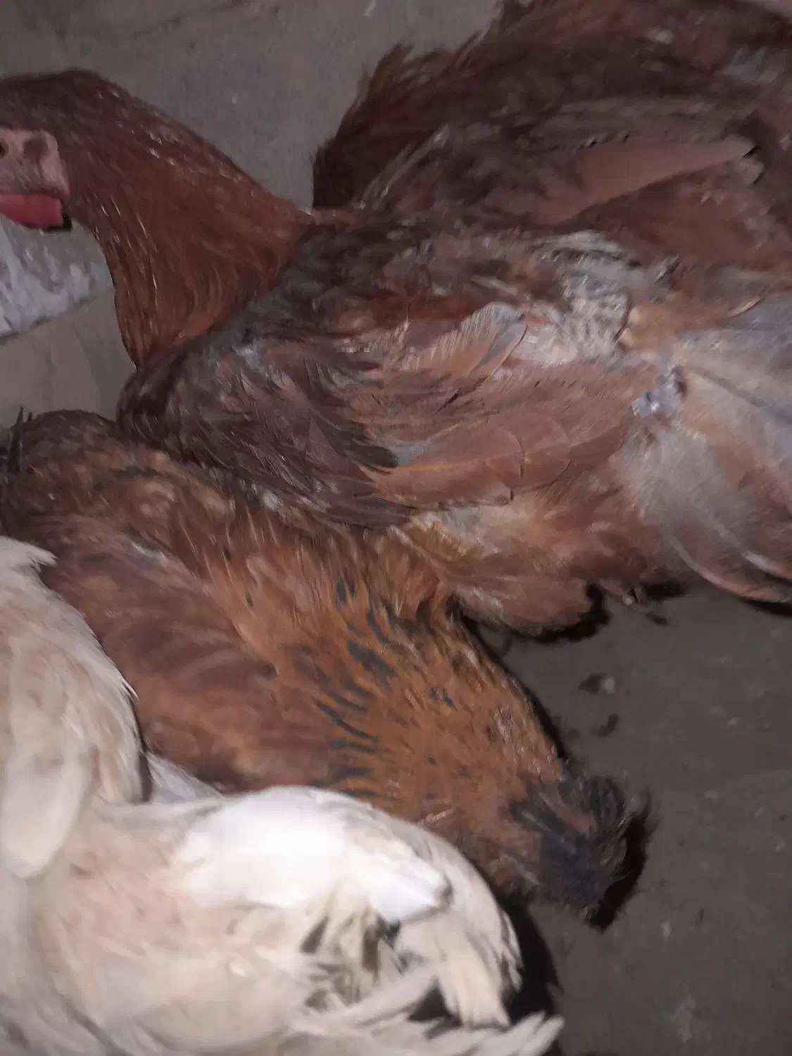 مرغ وخروس محلی|حیوانات مزرعه|آلاشت, |دیوار