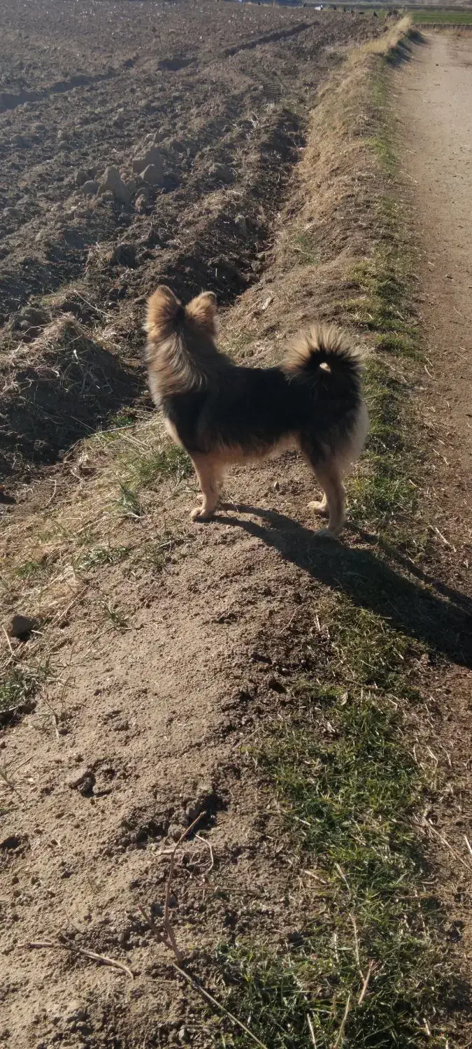 سگه پامرین|سگ|تویسرکان, |دیوار