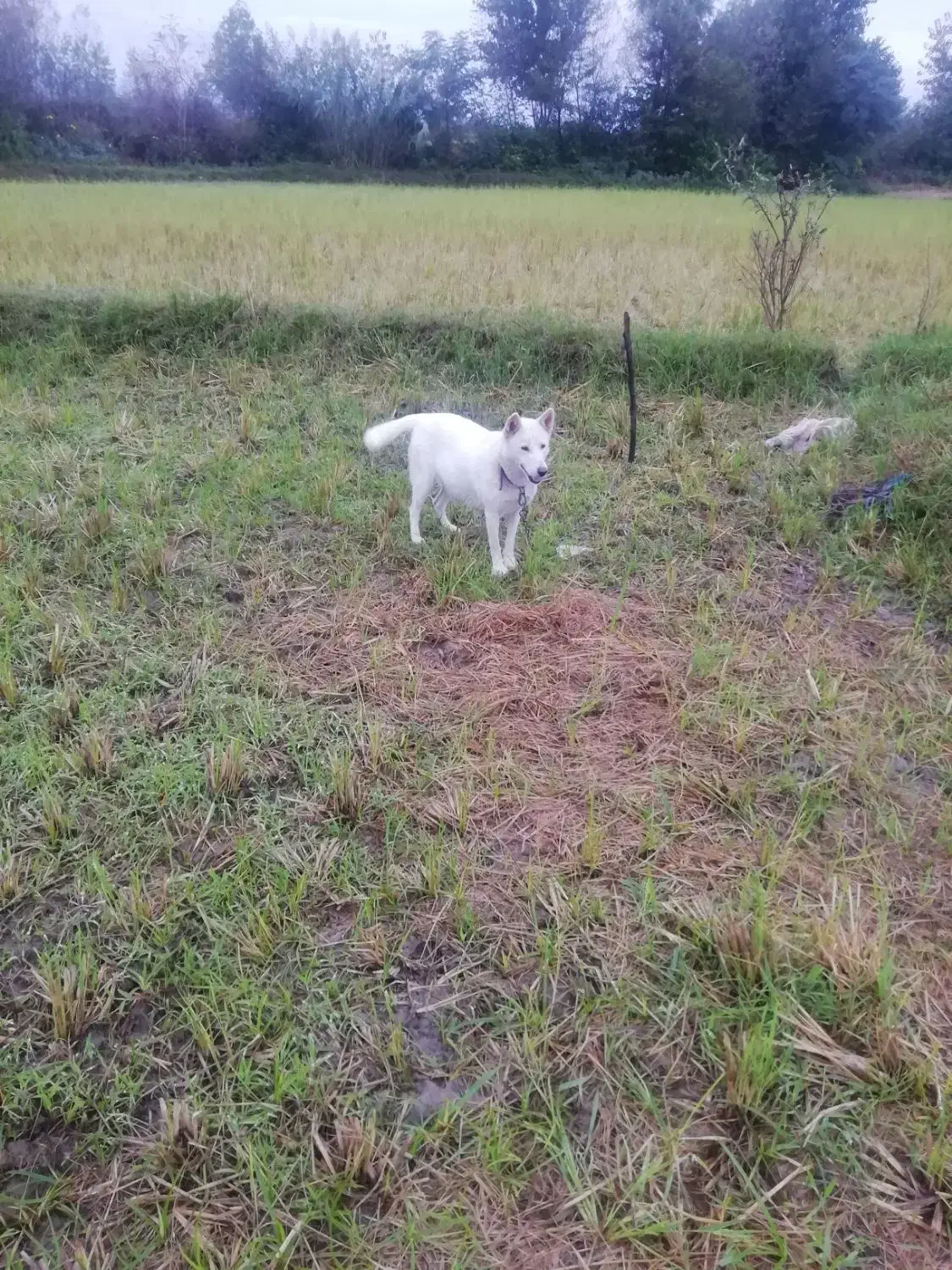 فروش‌سگ‌هاسکی‌دوره‌وتعلیم‌دیده|سگ|رحیم‌آباد, |دیوار