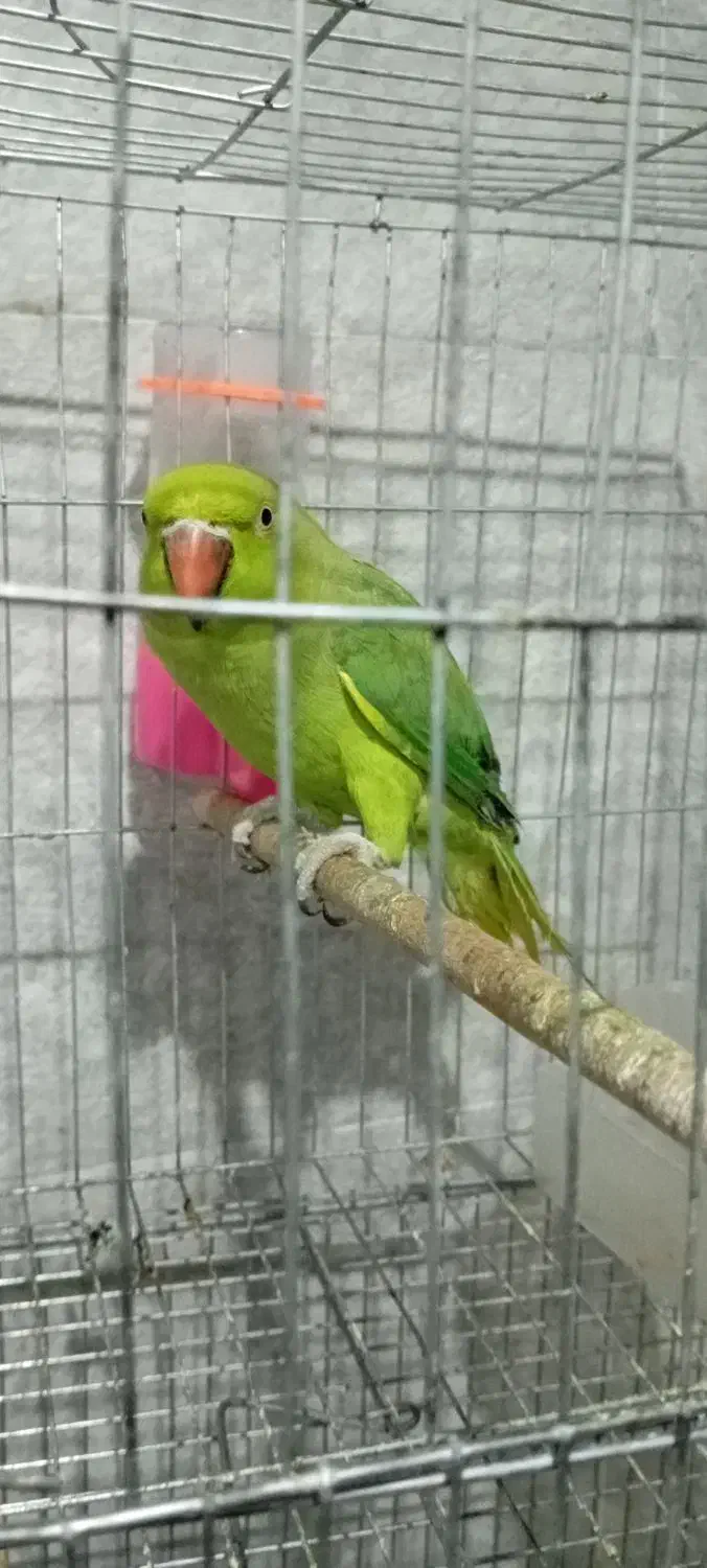 طوطی ملنگو ماده بافت عروس هلندی|پرنده|بافت, |دیوار