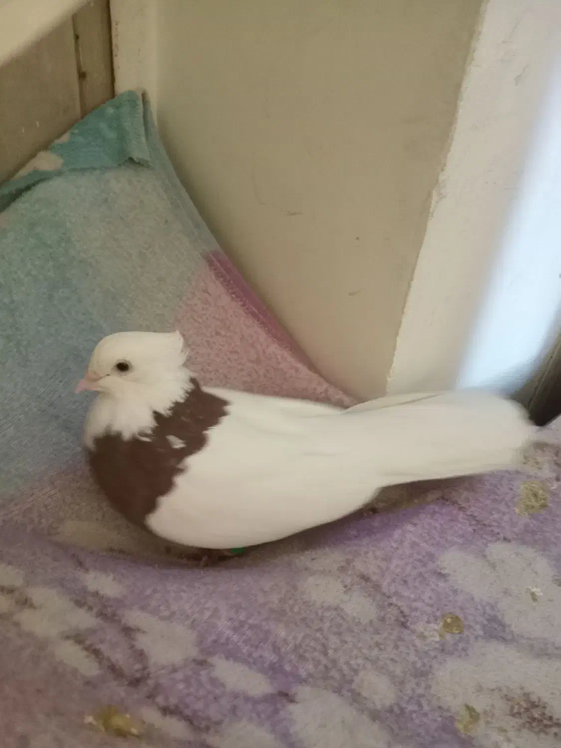 طوق سرخ|پرنده|شیراز, کوشک میدان|دیوار