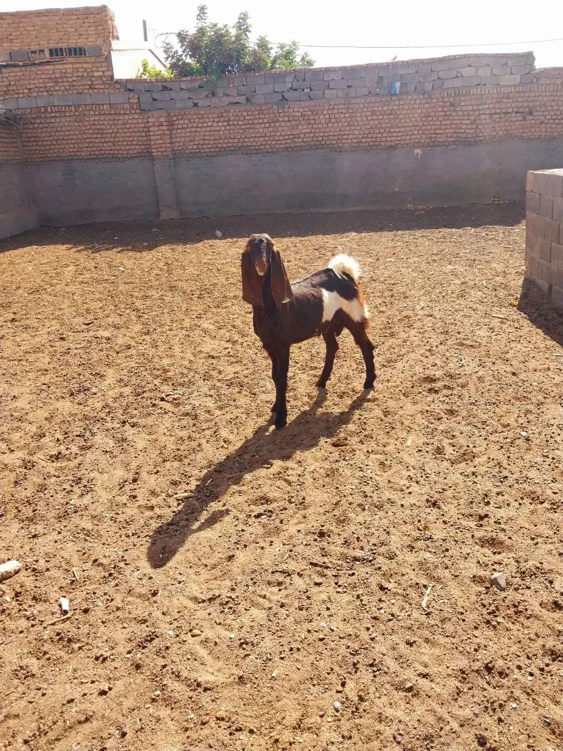 ۳عدد بزغاله*یک عدد بز|حیوانات مزرعه|کاشمر, |دیوار