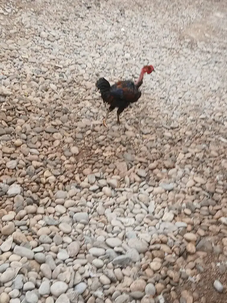 ۷ عدد مرغ و خروس|حیوانات مزرعه|اهواز, سپیدار|دیوار