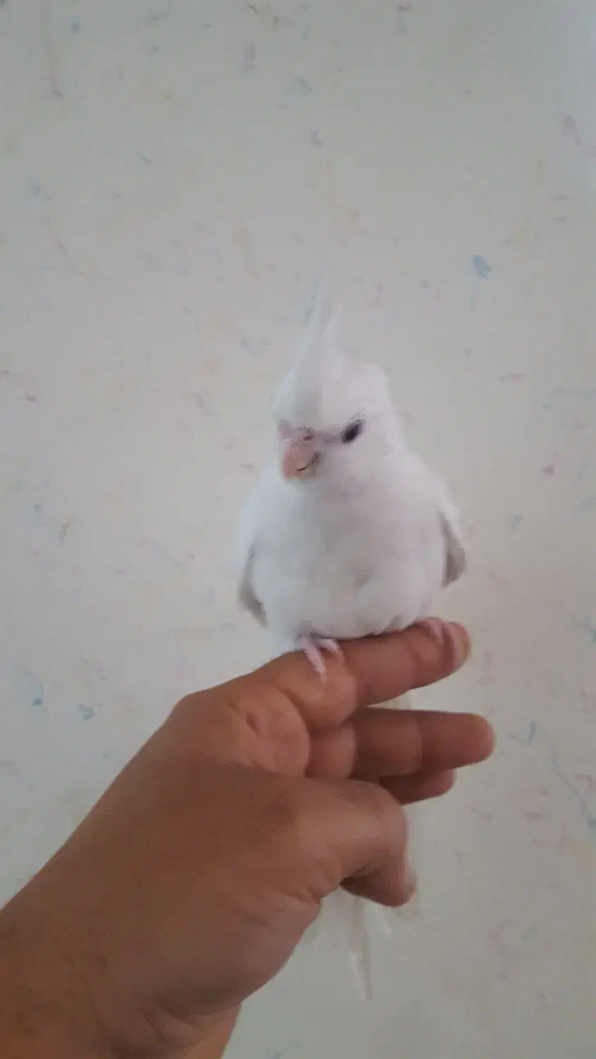 جوجه عروس|پرنده|دزفول, |دیوار