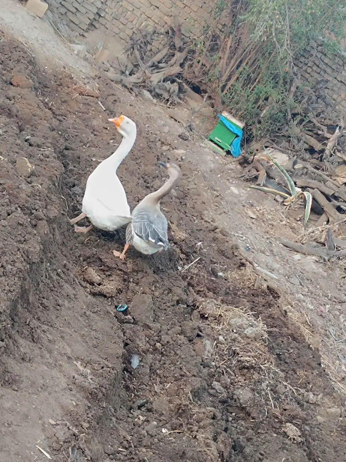 قوغاز|حیوانات مزرعه|گرگان, |دیوار