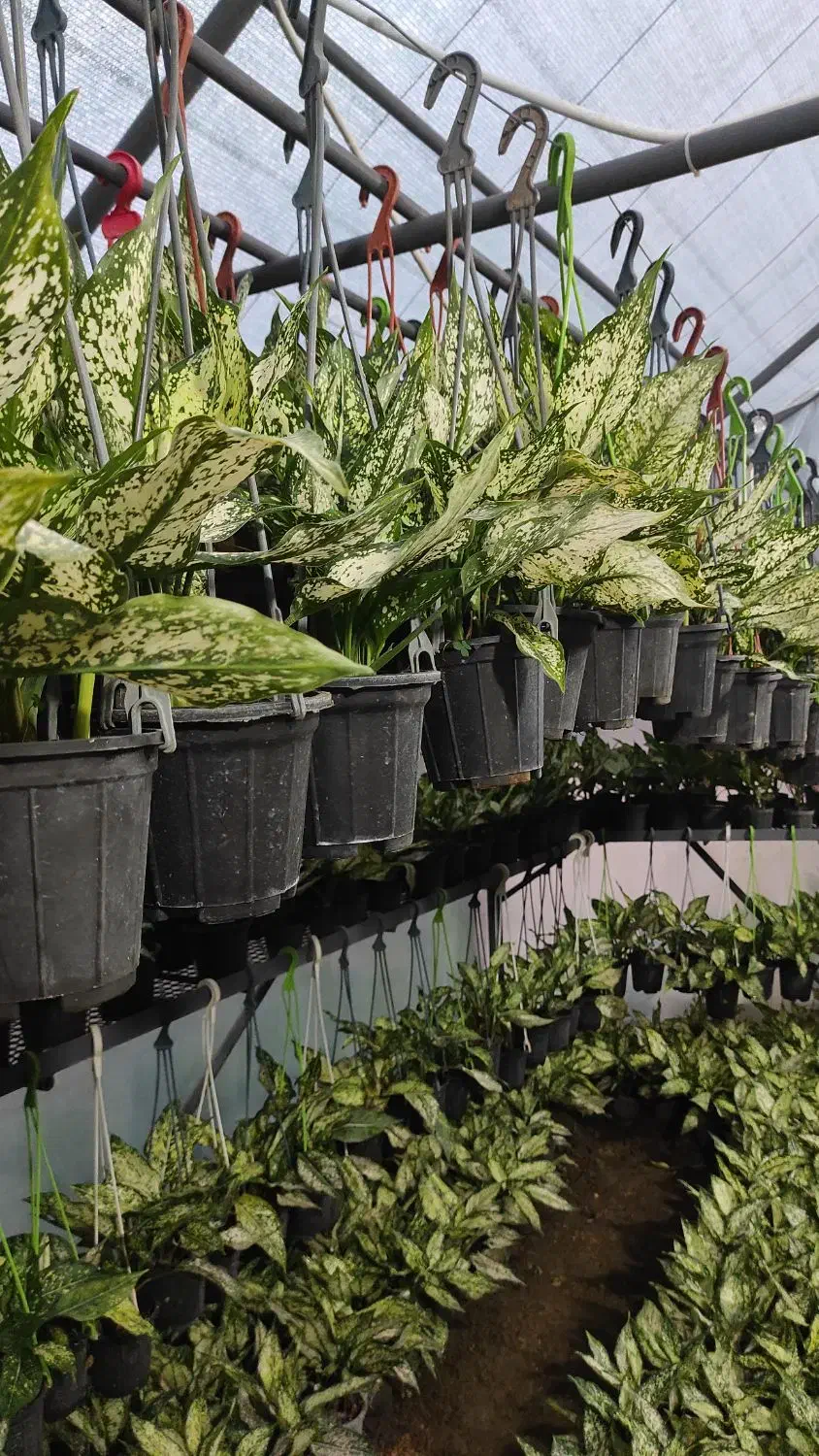 فروش آگلونما برفی بسیار باکیفیت|گل و گیاه طبیعی|عباس‌آباد, |دیوار