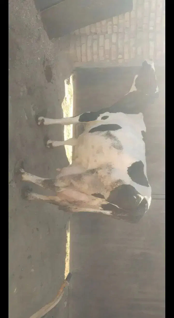 گاوباگوساله ماده|حیوانات مزرعه|شادیان, |دیوار