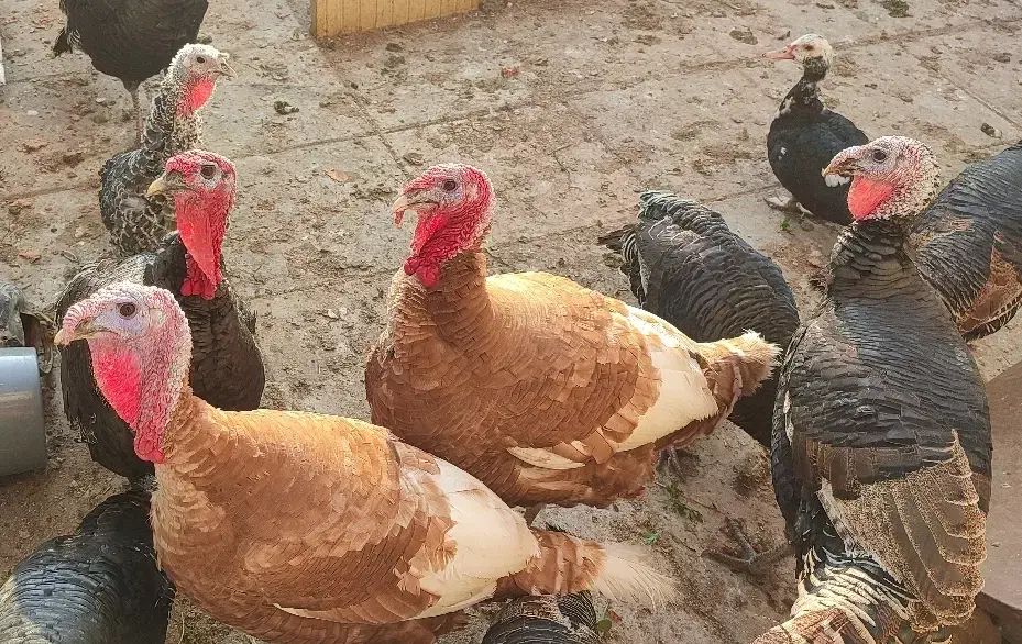 فروش بوقلمون زنده بدون هورمون|حیوانات مزرعه|اردبیل, |دیوار