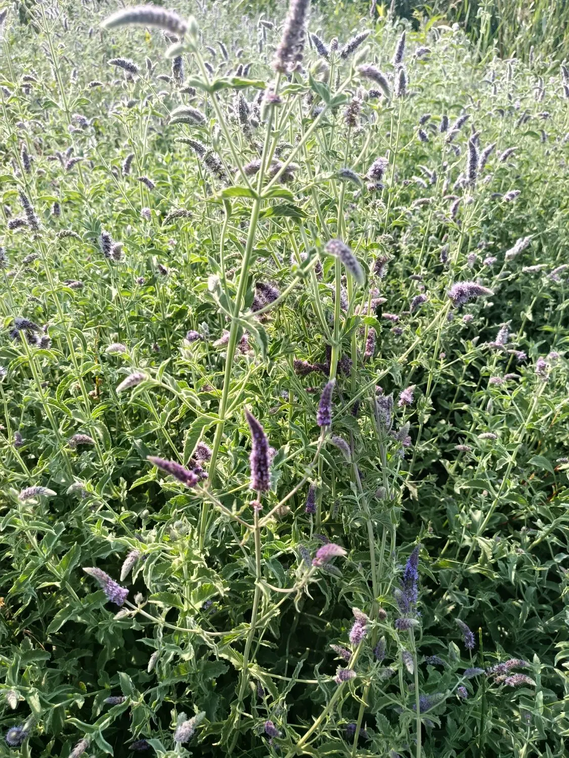 پونه|خوردنی و آشامیدنی|هرسین, |دیوار