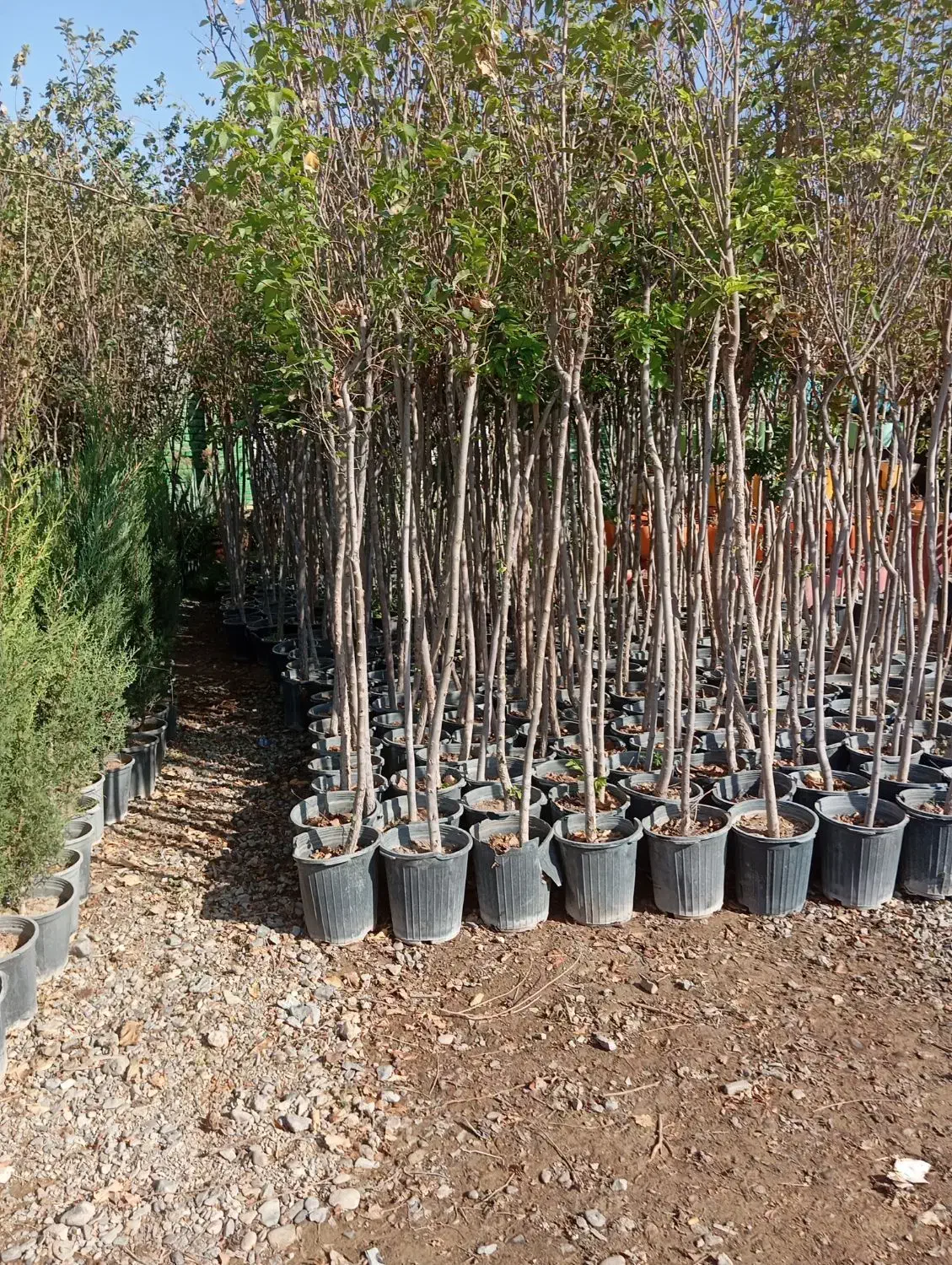 گل کاری و باغچه سازی وهرس|خدمات باغبانی و درختکاری|قم, آزادگان|دیوار