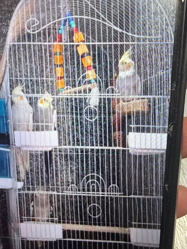 پرنده عروس|پرنده|ری, شهادت|دیوار