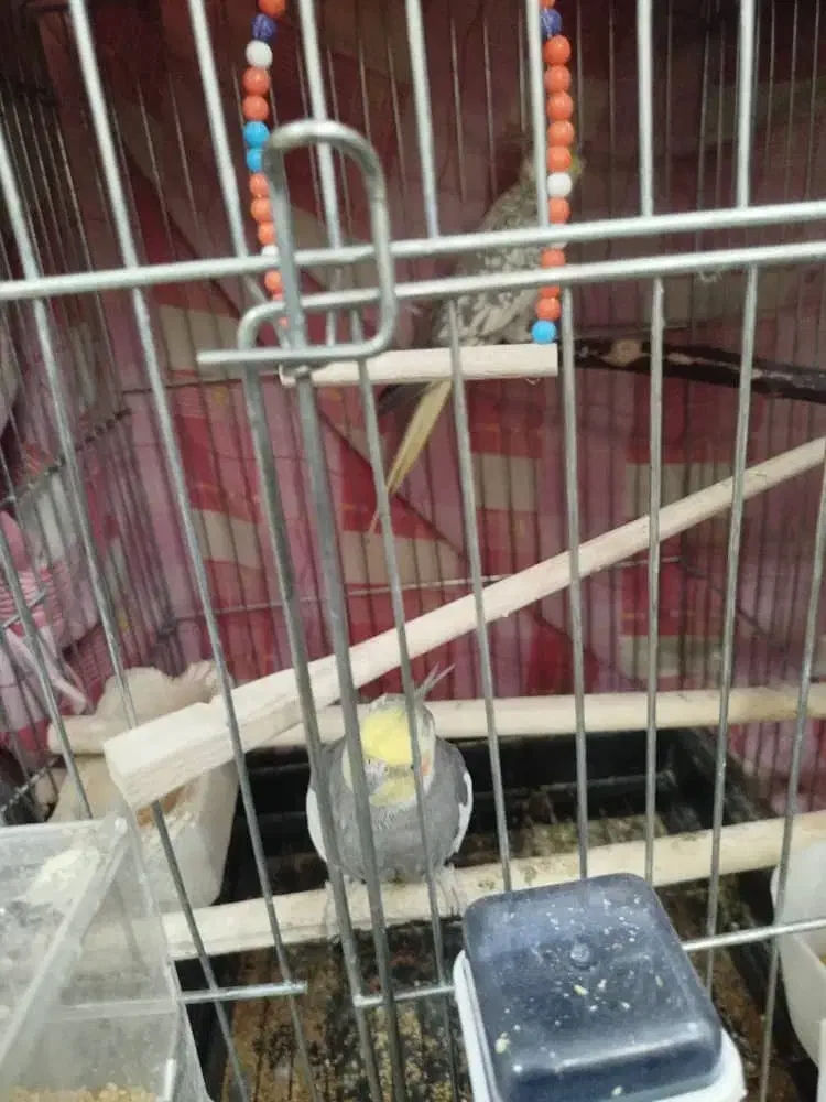 عروس هلندی مولد|پرنده|پاکدشت, پاکدشت (مامازند)|دیوار