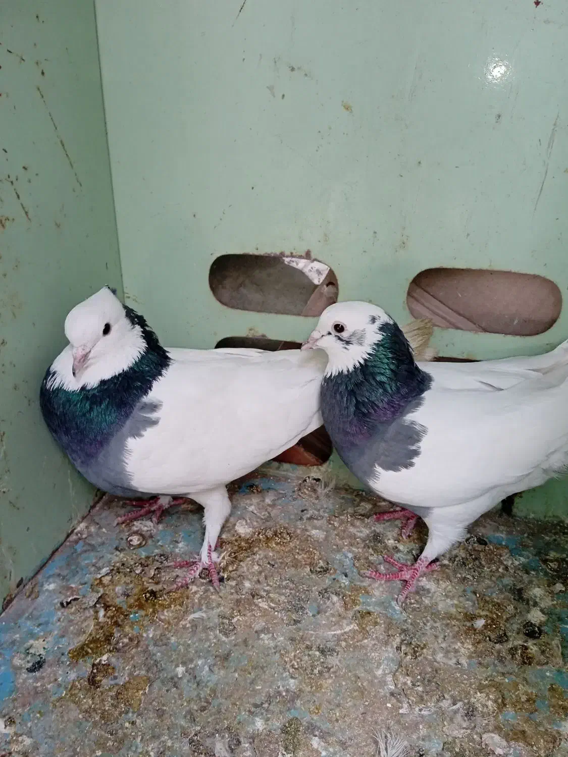 کبوترطوقی|پرنده|کازرون, |دیوار