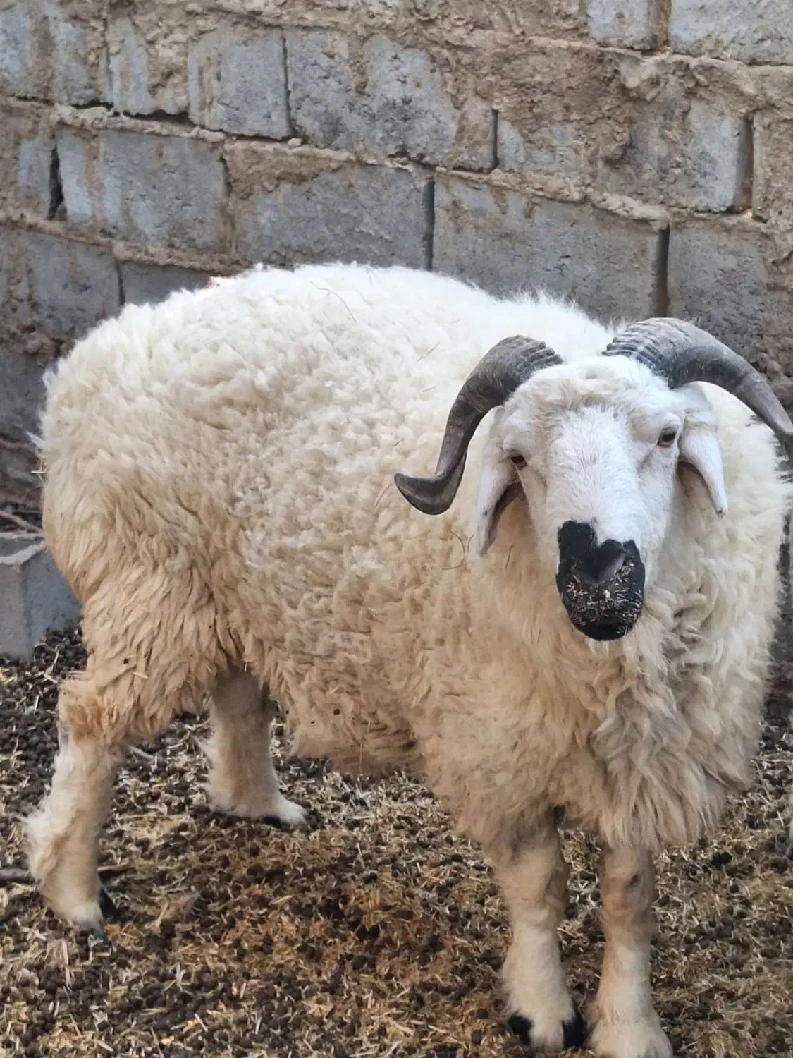 بره نر یا همون قوچک|حیوانات مزرعه|هیرمند, |دیوار