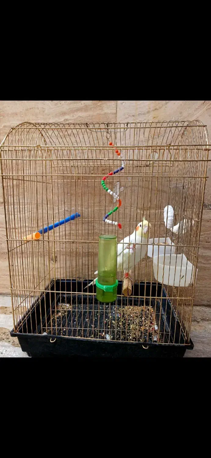 پرنده|پرنده|الیگودرز, |دیوار