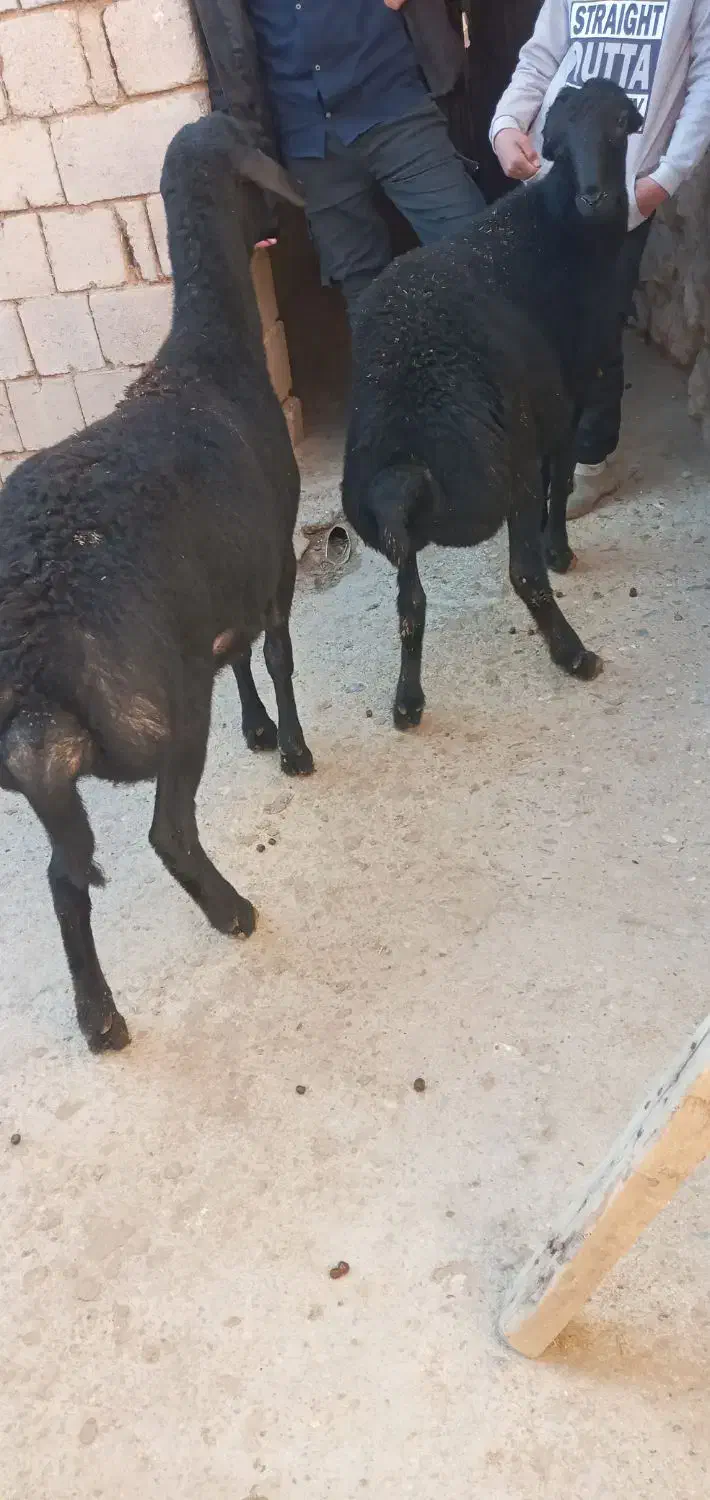 بره نر فروشی|حیوانات مزرعه|شاهین دژ, |دیوار