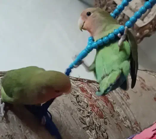 طوطی برزیلی|پرنده|کرمانشاه, |دیوار