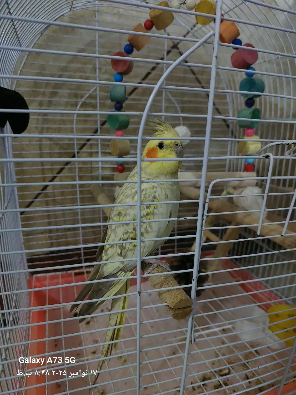 طوطی عروس|پرنده|محمدیه-قزوین, |دیوار