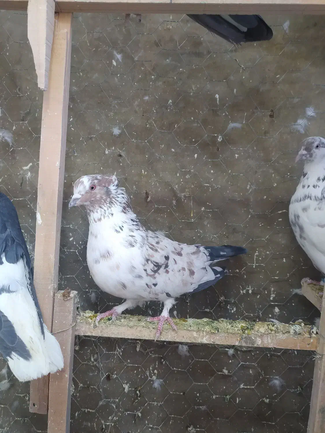 کبوتر|حیوانات|الیگودرز, |دیوار