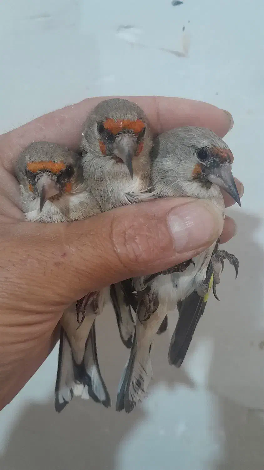 سهره سینه سرخ سهره کرمونی|پرنده|مشهد, شهرک بهارستان|دیوار