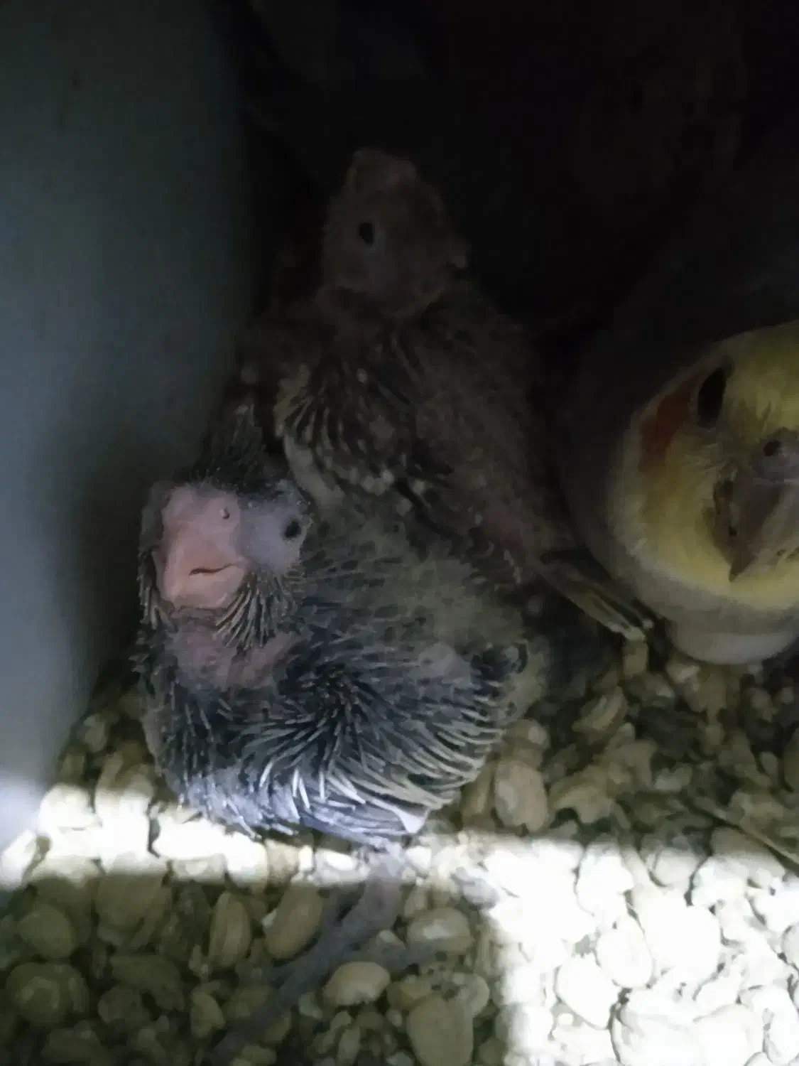 جوجه سر لاکی عروس هلندی|پرنده|ارزوئیه, |دیوار