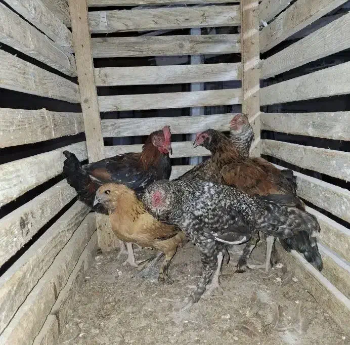 فروش مرغ شهری|حیوانات مزرعه|قشم, |دیوار