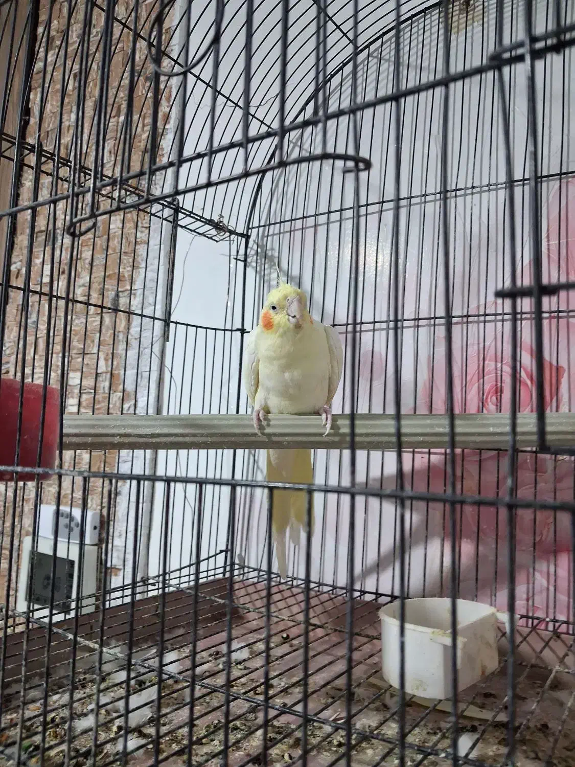 عروس هلندی لوتینو|پرنده|بافق, |دیوار