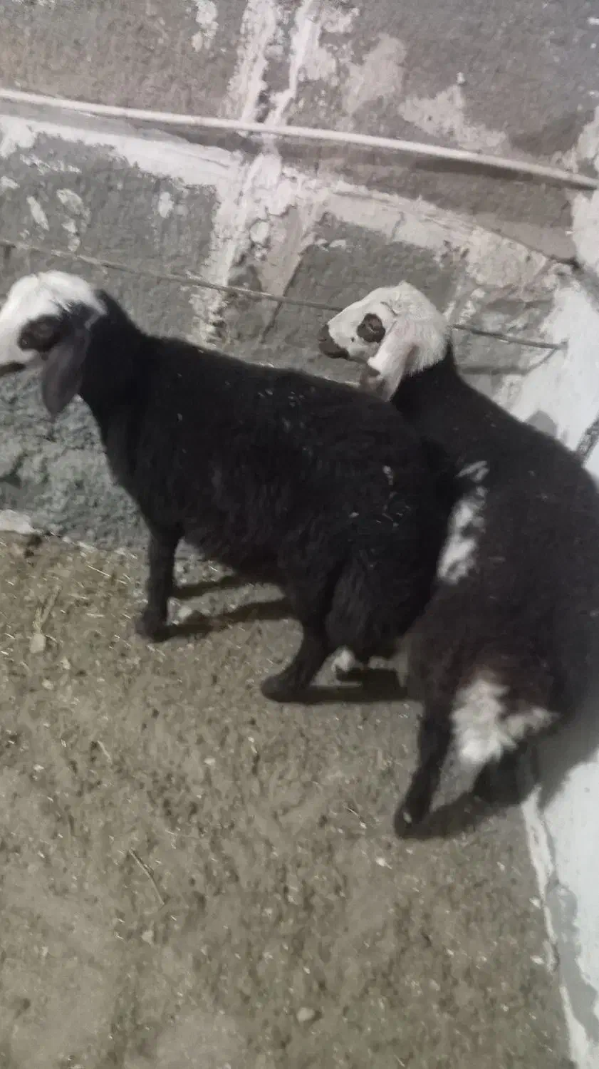 بره میش قوچ|حیوانات مزرعه|نصر آباد, |دیوار