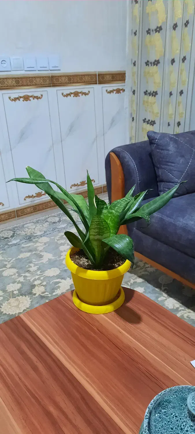 گل طبیعی سانسوریا پایه بلند و کوتاه|گل و گیاه طبیعی|روانسر, |دیوار