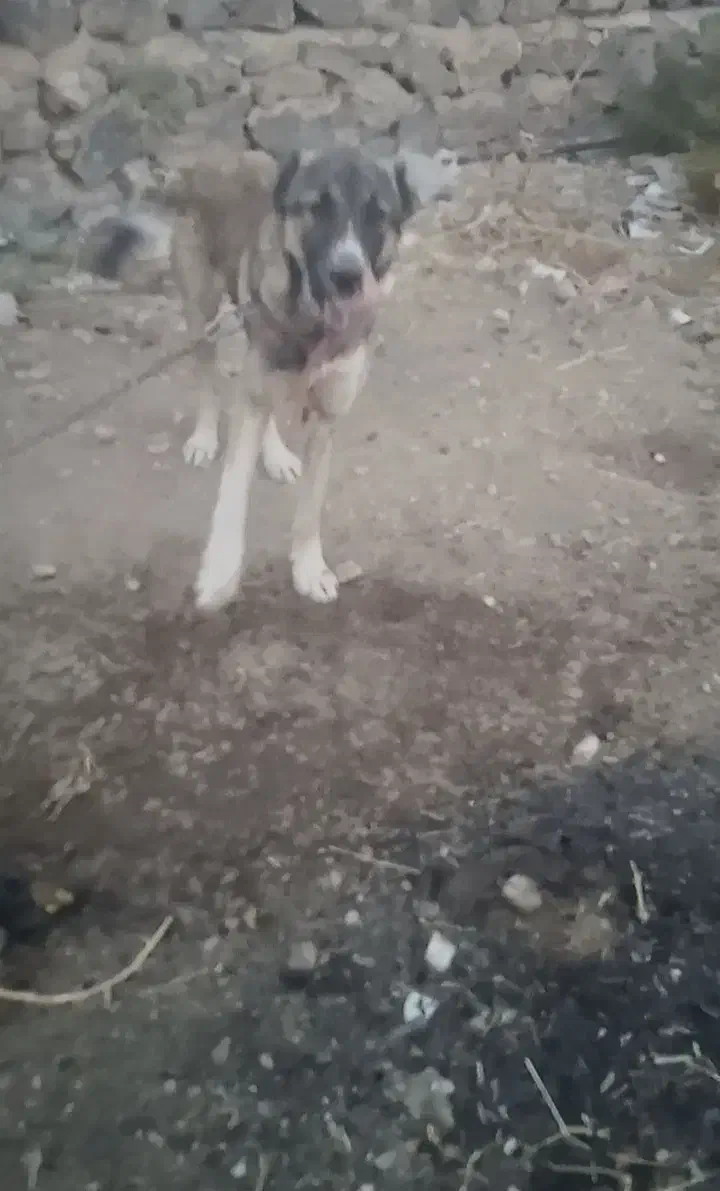 سرابی|سگ|شوط, |دیوار