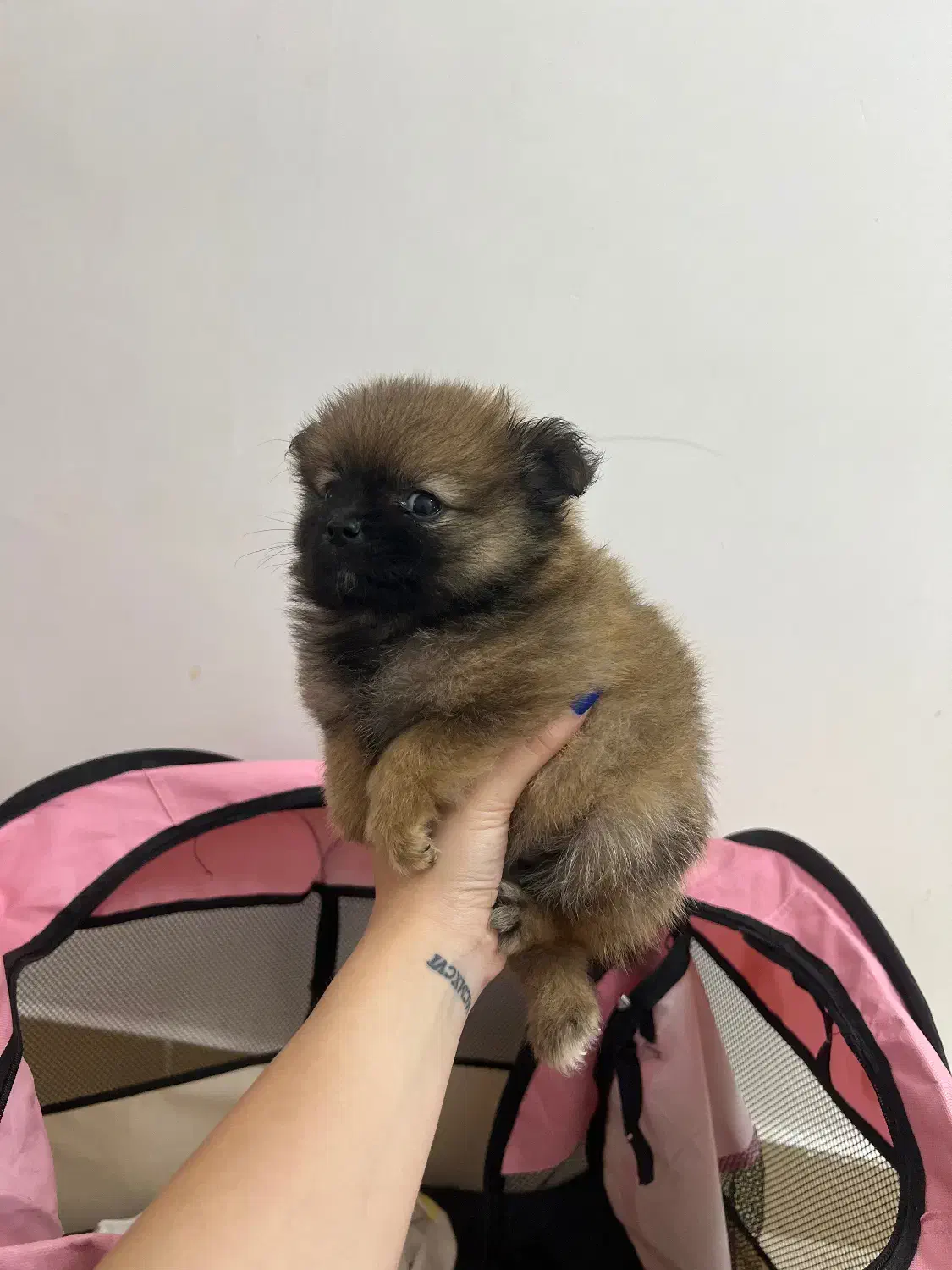 پامر خرسی نر|سگ|رشت, حومه رشت|دیوار