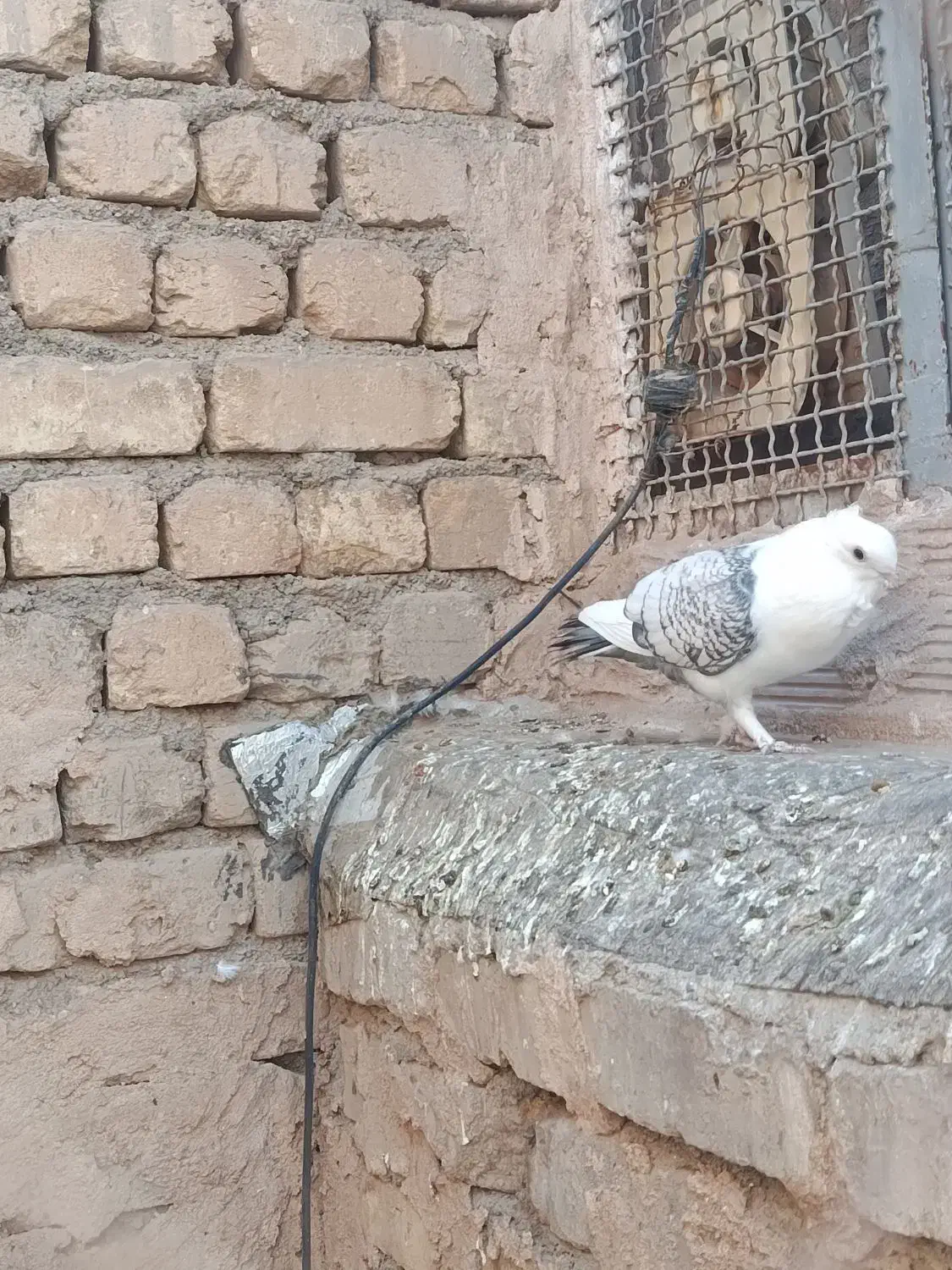 کبوتر ساتن بلژیکی|پرنده|برخوار, |دیوار