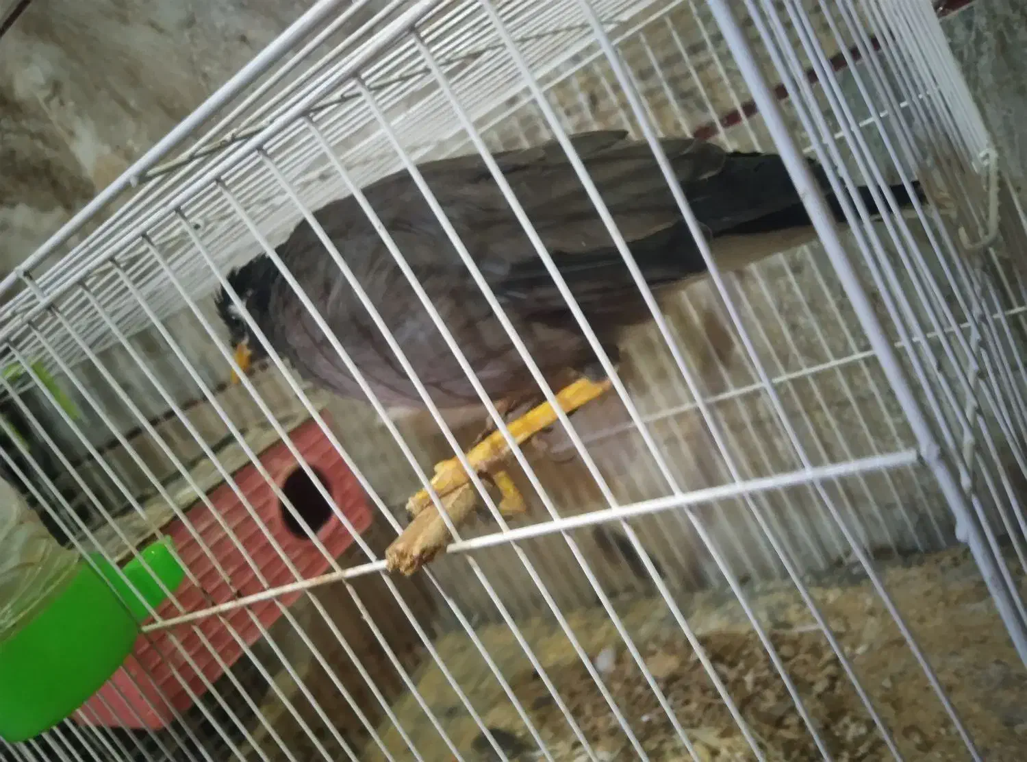 مرغ مینا|پرنده|نرماشیر, |دیوار