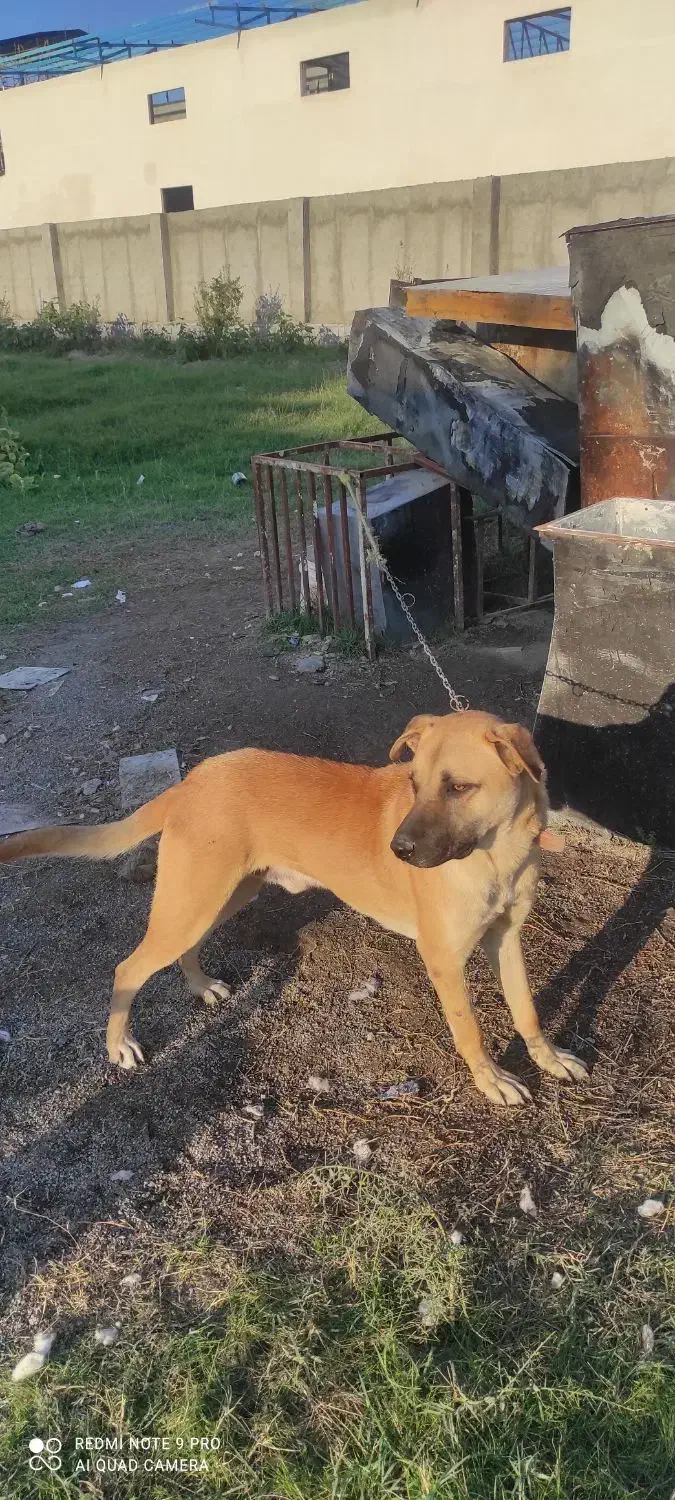 واگذاری سگ|سگ|کردکوی, |دیوار