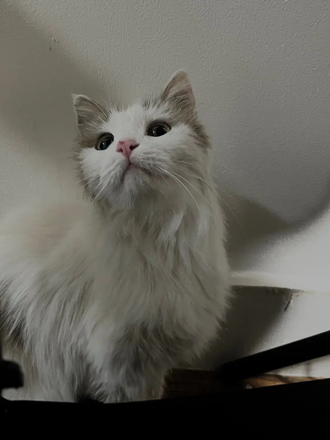 گربه پرشین واگذاری رایگان|گربه|قوچان, |دیوار