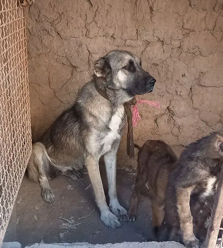 سرابی خالص|سگ|سراب, |دیوار