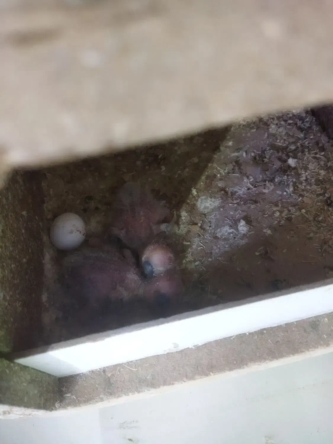 دوتا جوجه طوطی کوتوله 15روزه|پرنده|شاهین‌شهر, خانه کارگر|دیوار