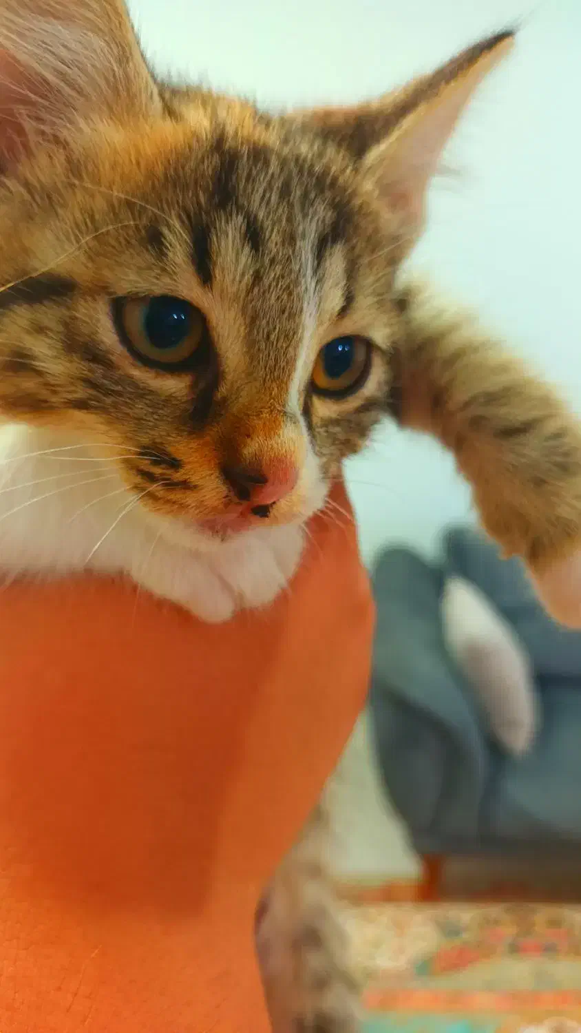 گربه نژاد DSH|گربه|قائمشهر, |دیوار