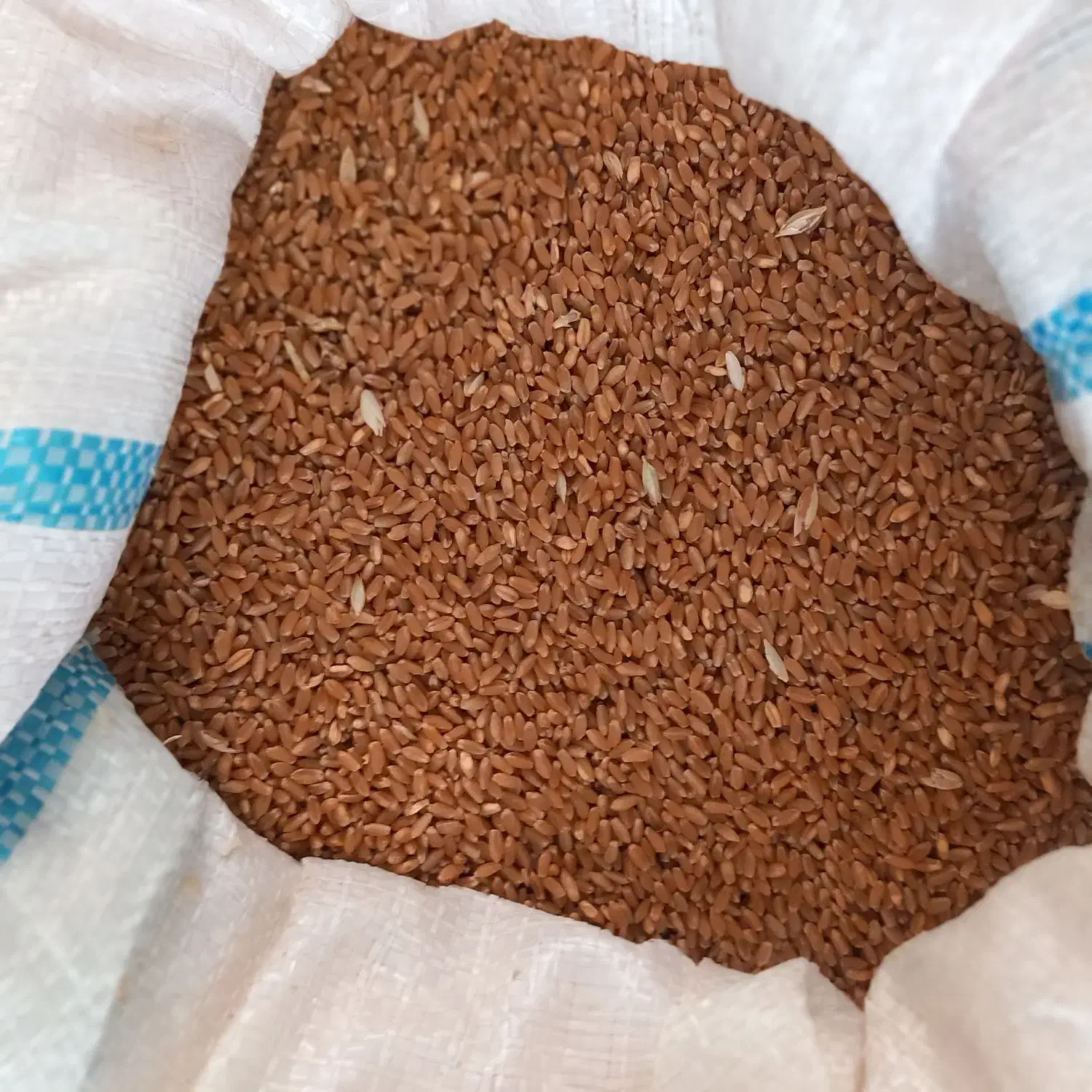 گندم شبرنگ|خدمات باغبانی و درختکاری|سرپل ذهاب, |دیوار