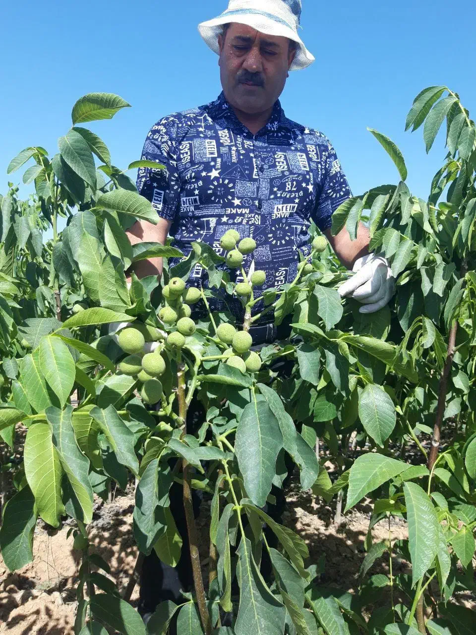 انواع نهال زودبازده و پربار میوه‌ و خشکبار|خدمات باغبانی و درختکاری|تکاب, |دیوار